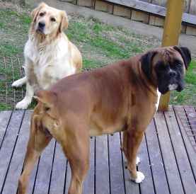 boxer and retriever