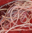 Heartworm Disease