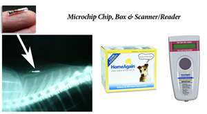 Microchip Placement at the Animal Hospital North in Rice Lake Wisconsin