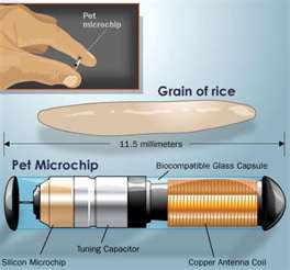 Microchip Placement at the Animal Hospital North in Rice Lake Wisconsin