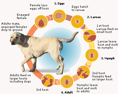 tick_lifecycle