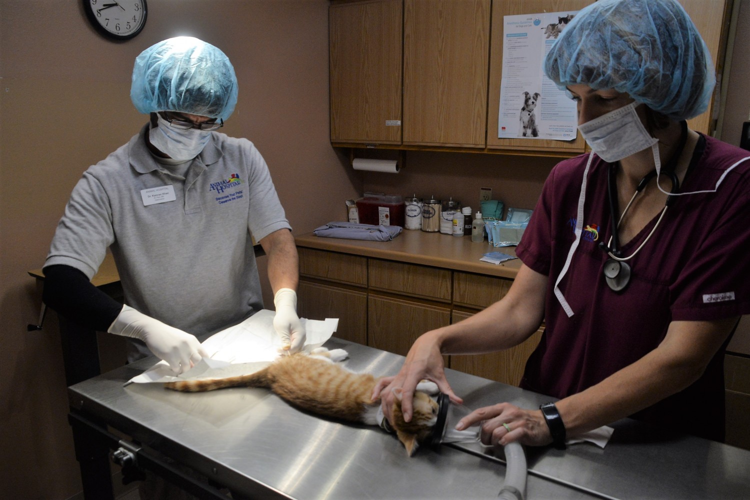 Veterinarian Dr. Khan of the Animal Hospital North in Rice Lake and Animal Hospital of Chetek Performs a Cat Neuter 