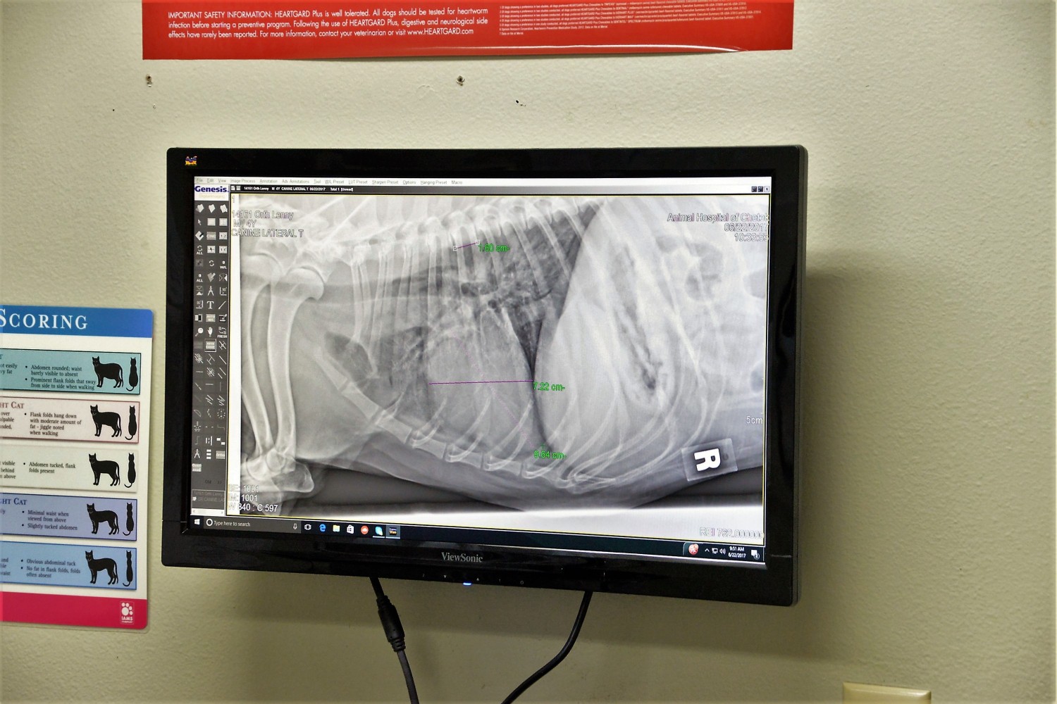 Animal Hospital of Chetek digital radiograph