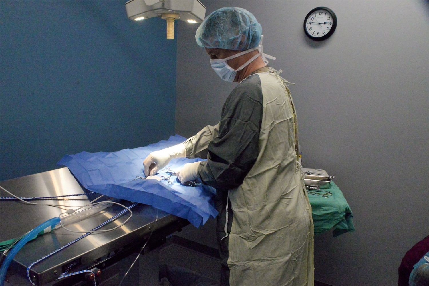 Dr. Mike Kuchevar of the Animal Hospital North in Rice Lake and Animal Hospital of Chetek Performs a cat spay