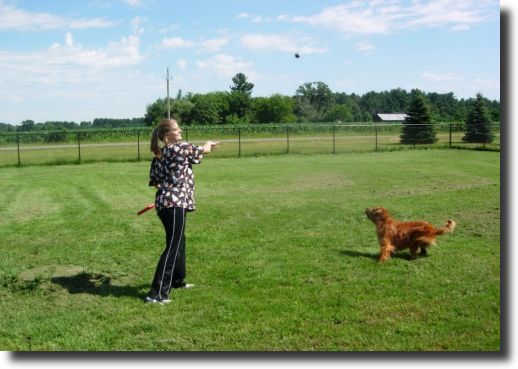 Animal Hospital of Chetek Dog Boarding 