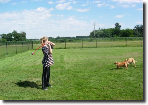 Animal Hospital of Chetek Dog and Cat Boarding 