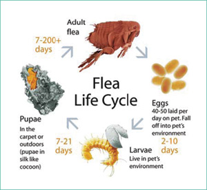 Animal Hospital North Rice Lake and Animal Hospital of Chetek flea life cycle